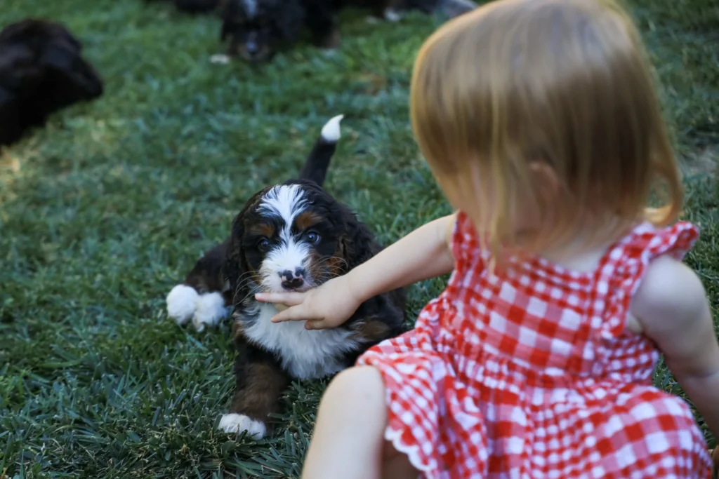 Purehearts Bernedoodles hero img