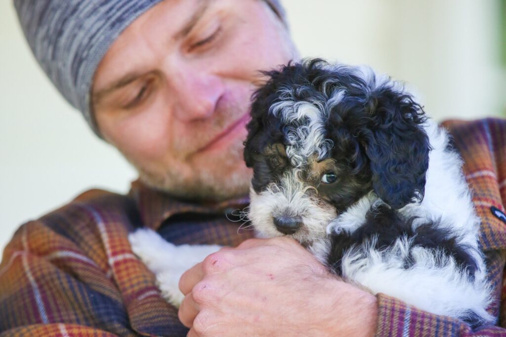 Purehearts Bernedoodles hero img