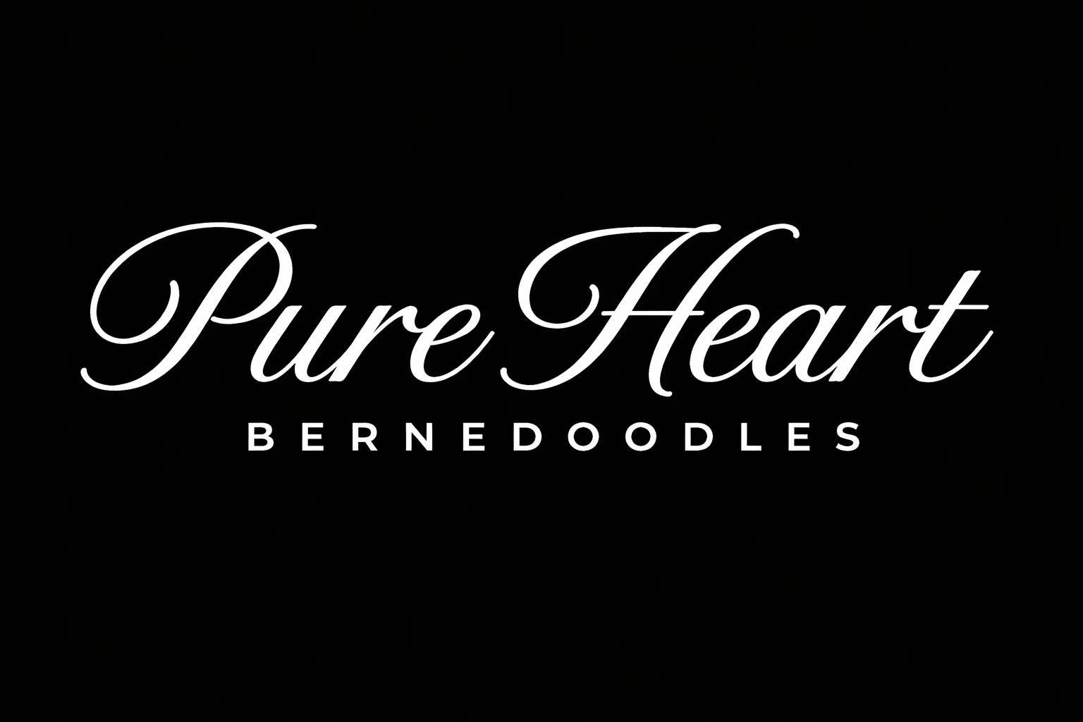 Pure-heart-bernedoodles