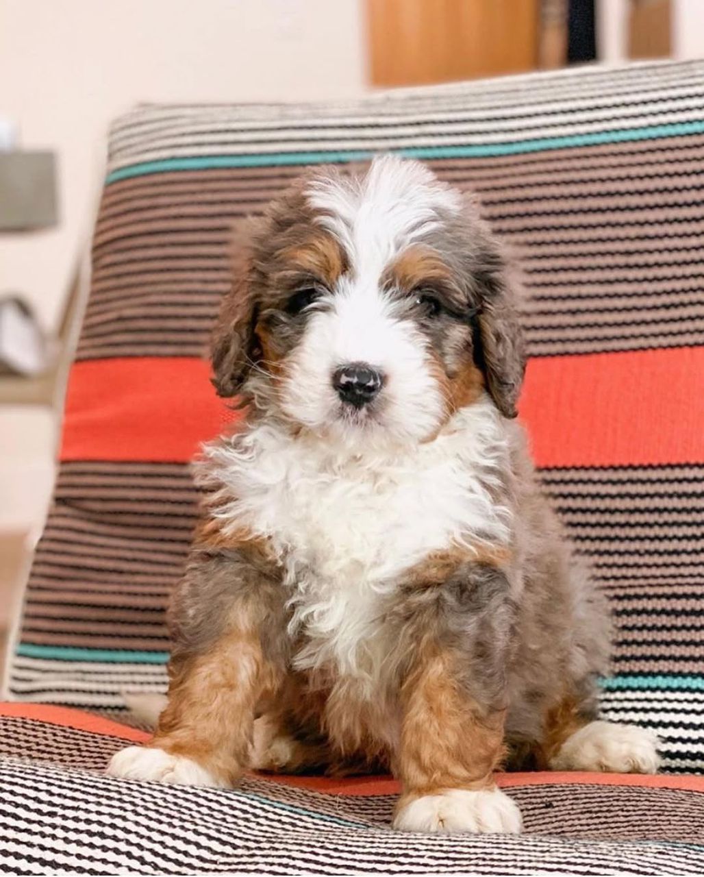 Willow-Pureheart-bernedoodles