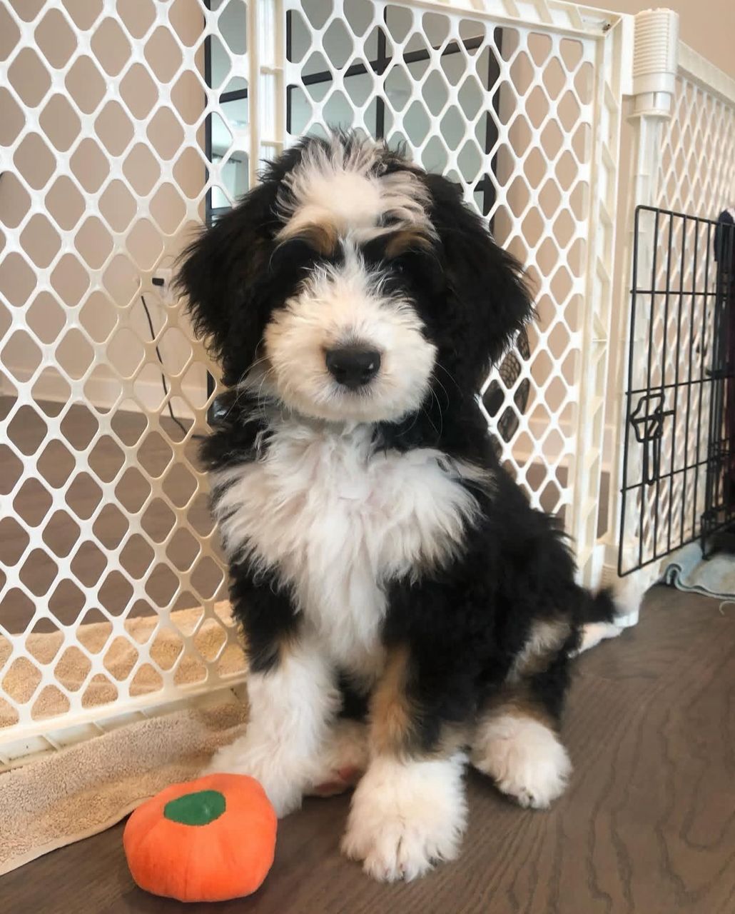 Bentley-Pureheart-bernedoodles