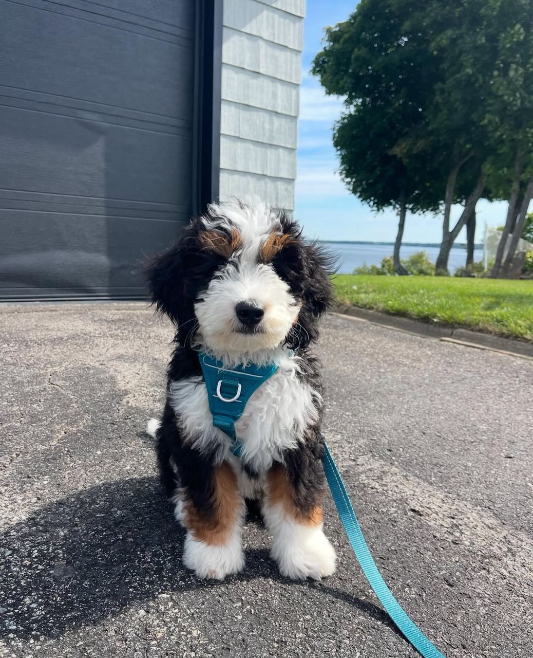 Adora-Pureheart-bernedoodles