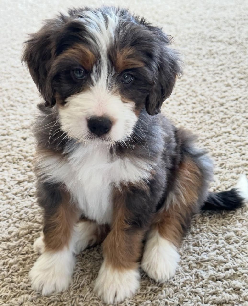 Josh-Pureheart-bernedoodles