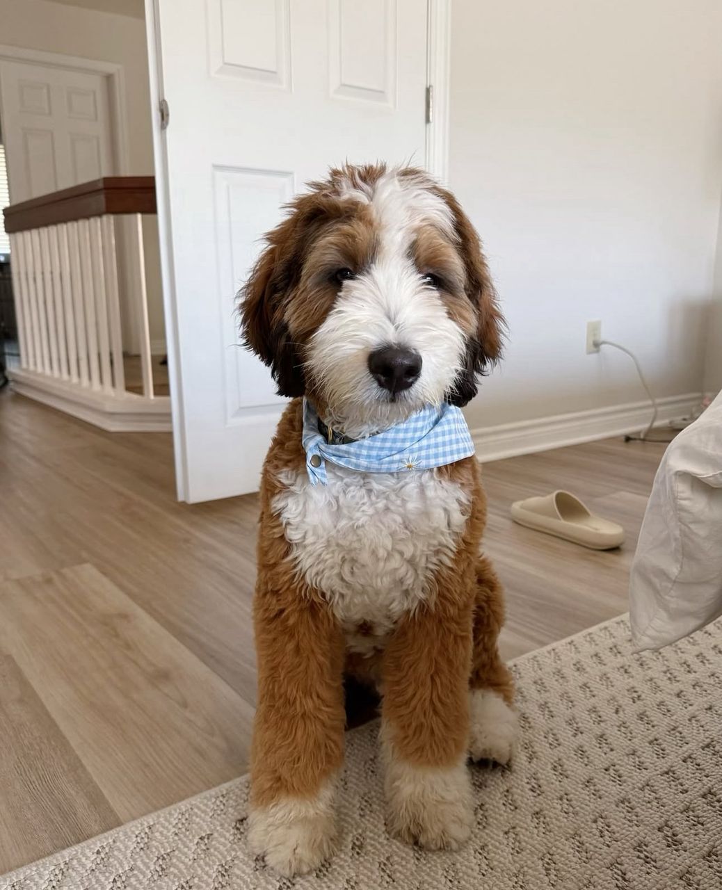 Lucy-Pureheart-bernedoodles