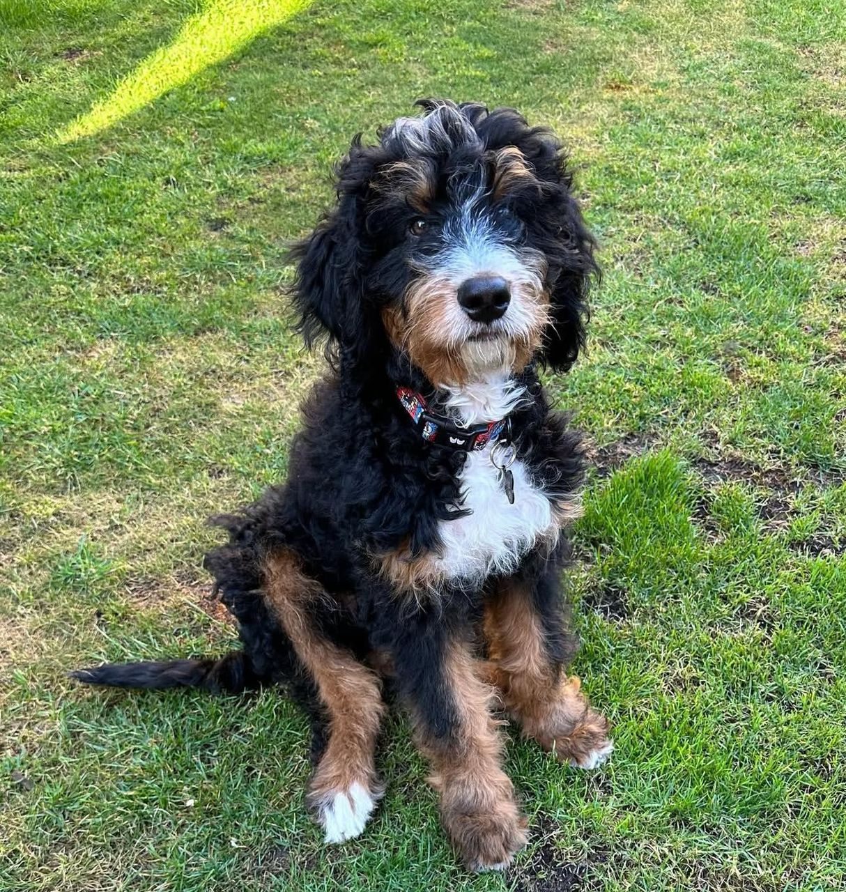 Cody-Pureheart-bernedoodles