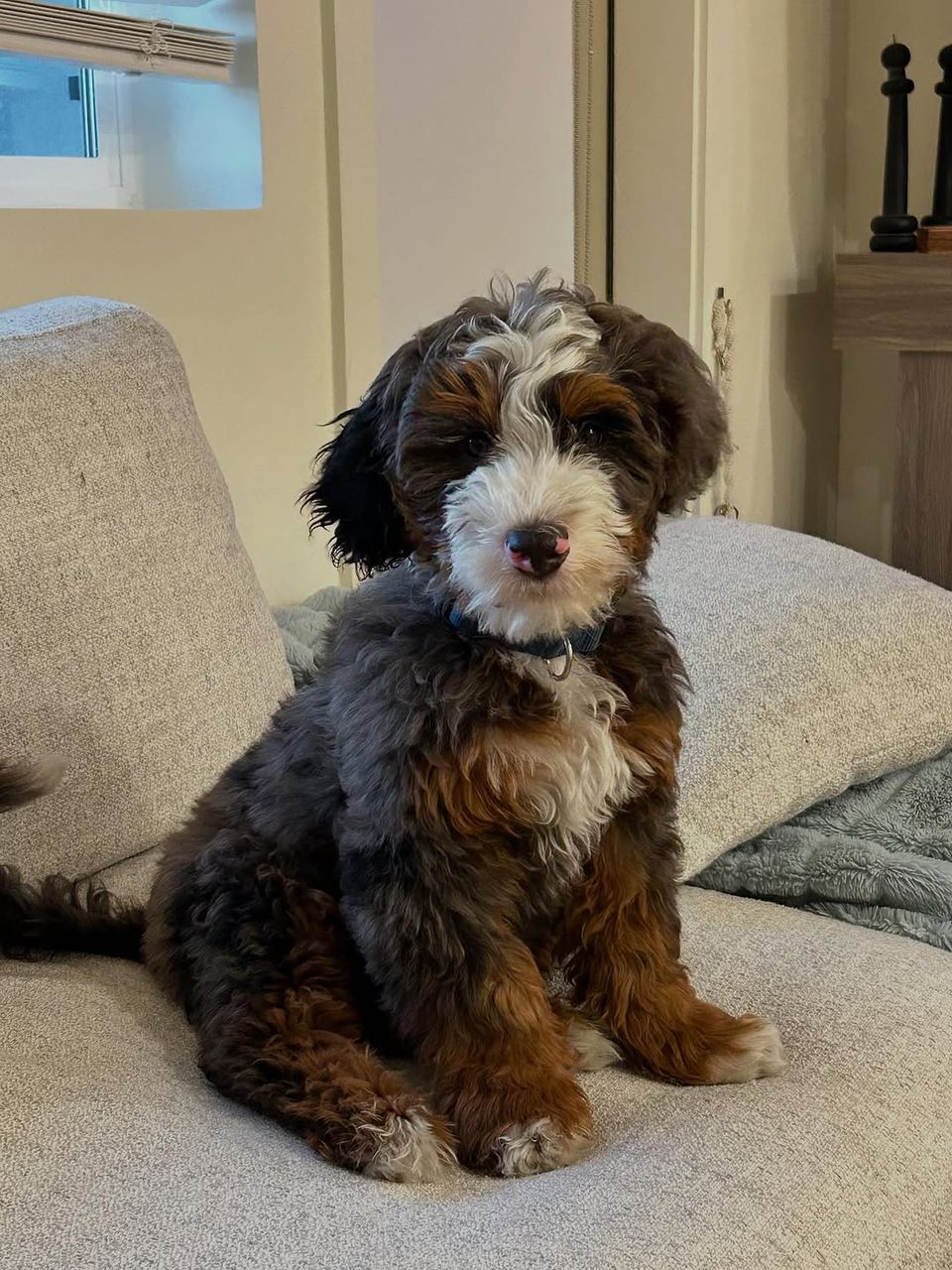 Bella-Pureheart-bernedoodles