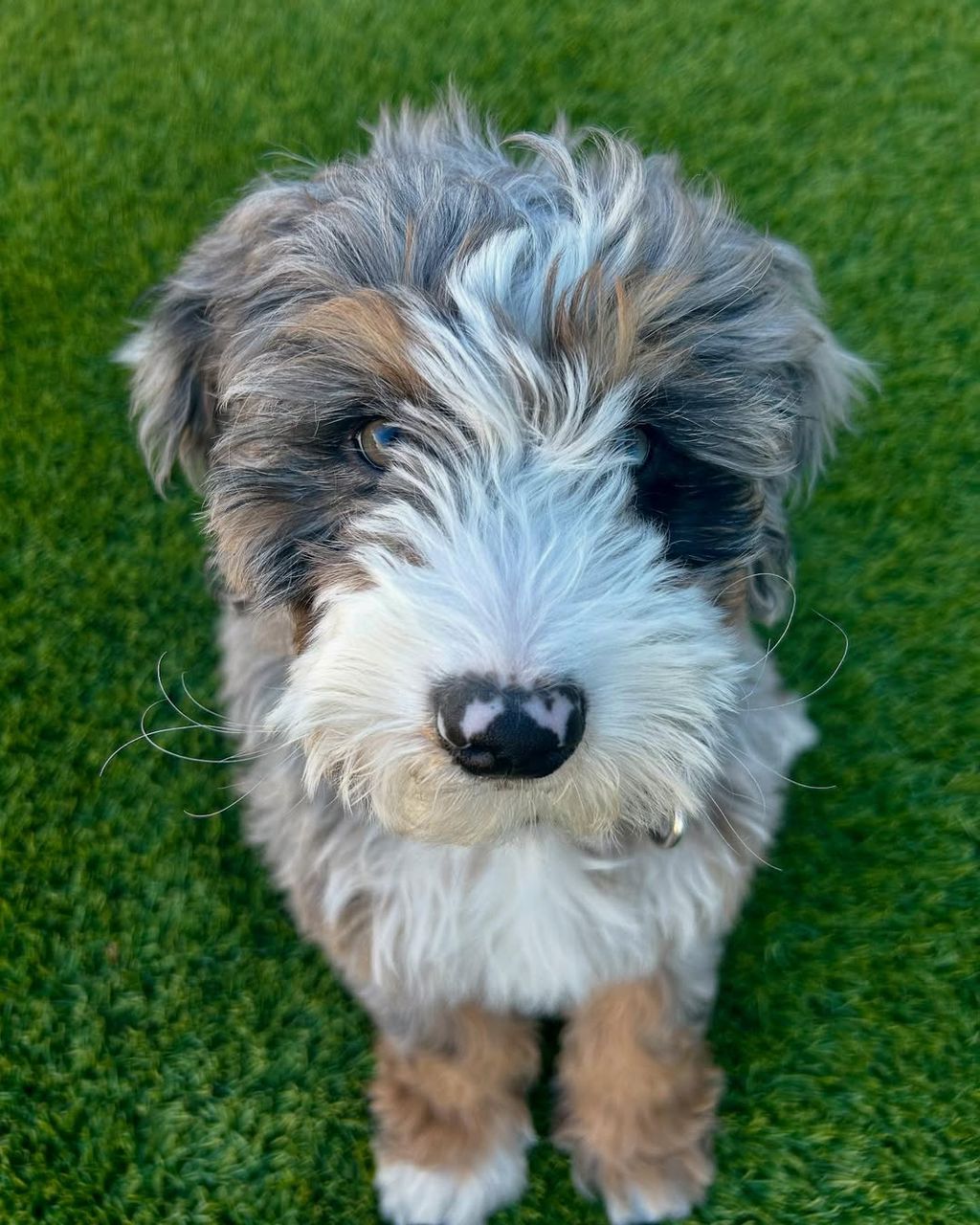 Winnie-Pureheart-bernedoodles