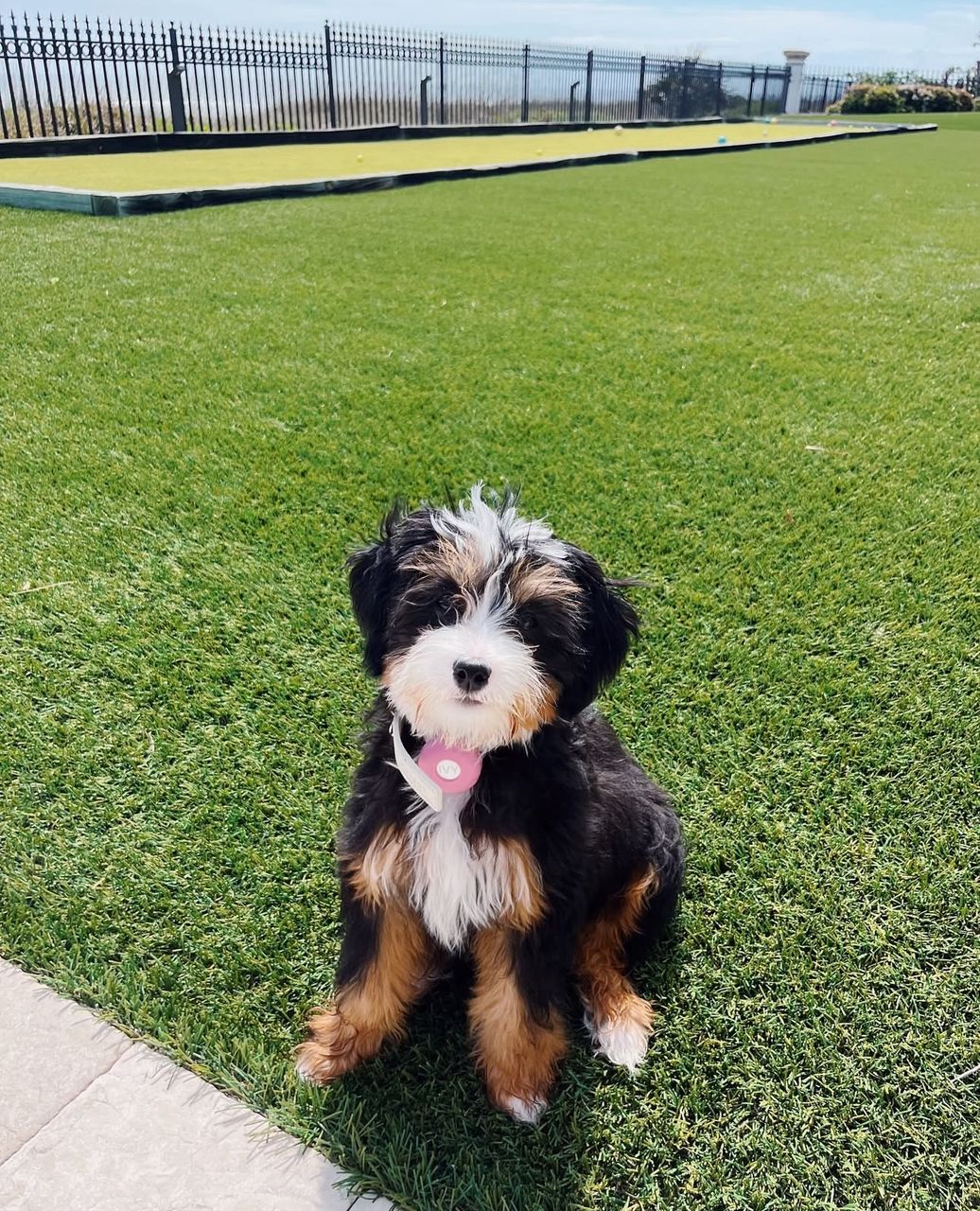 Rose-Pureheart-bernedoodles